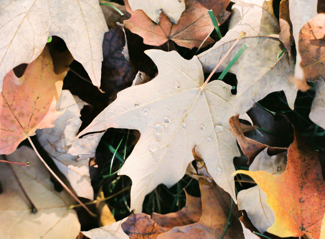 A detail shot of water droplets on a maple leaf