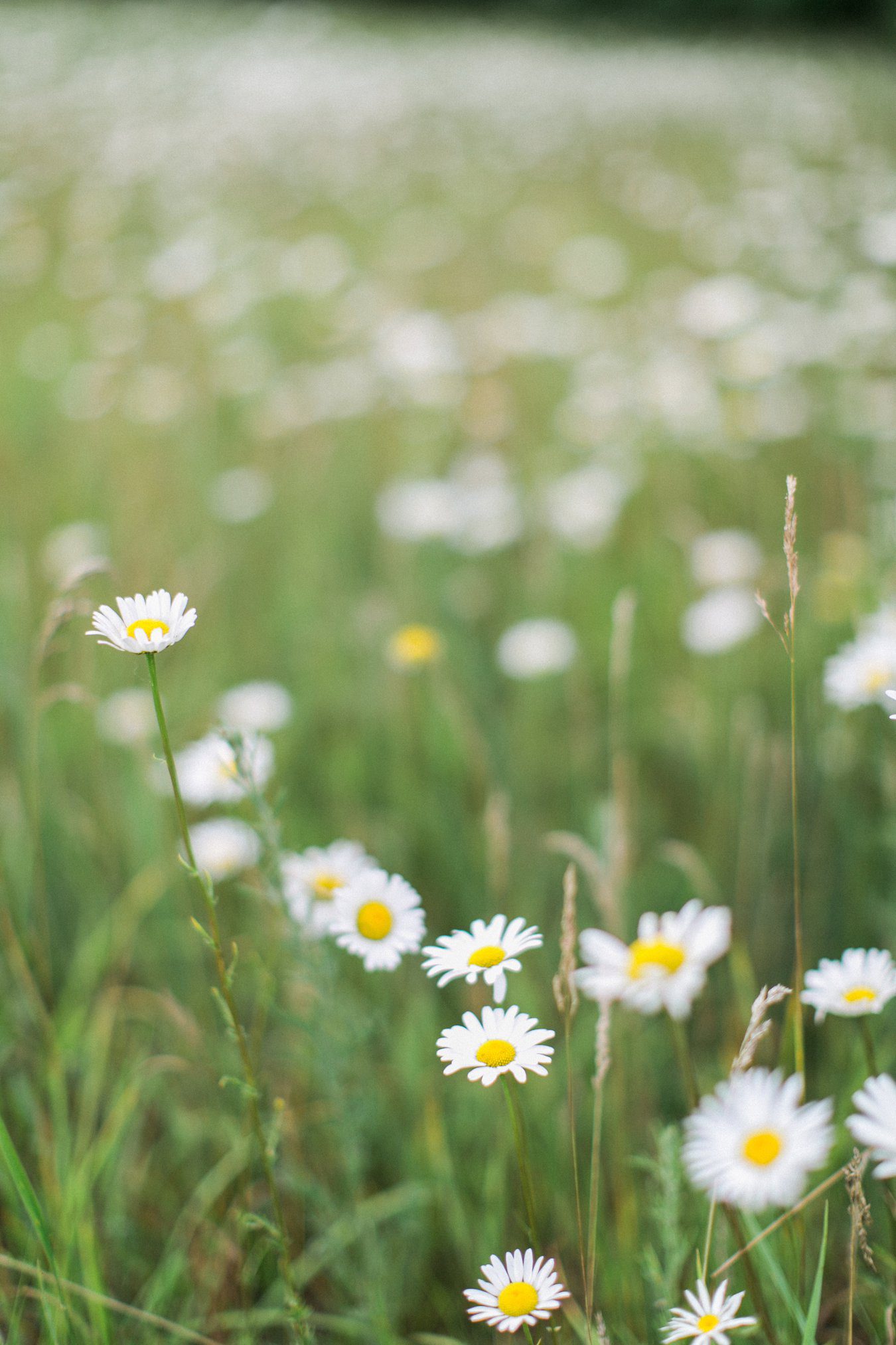 Empire Engagement Session in Spring | Cory Weber Photography